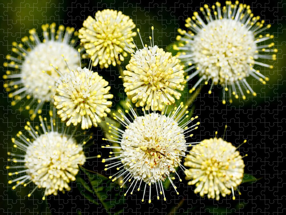 Round Jigsaw Puzzle featuring the photograph Buttonbush by Rudy Umans