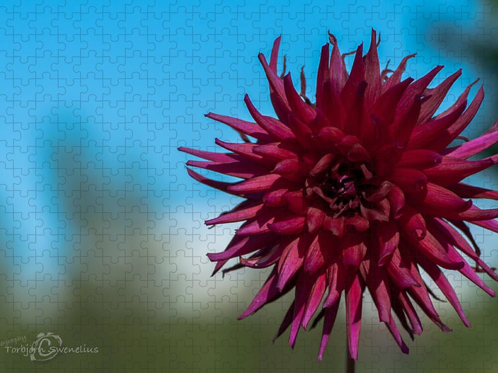 Cactus Dahlia Jigsaw Puzzle featuring the photograph Cactus Dahlia by Torbjorn Swenelius