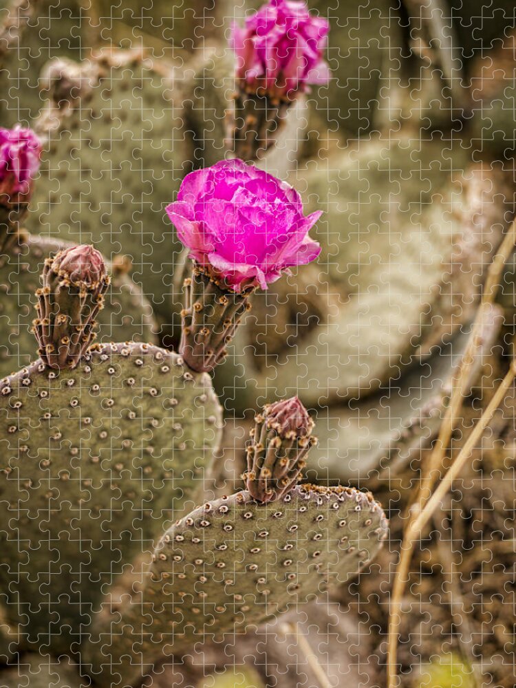Cactus Jigsaw Puzzle featuring the photograph Cactus Flowers by Heather Applegate