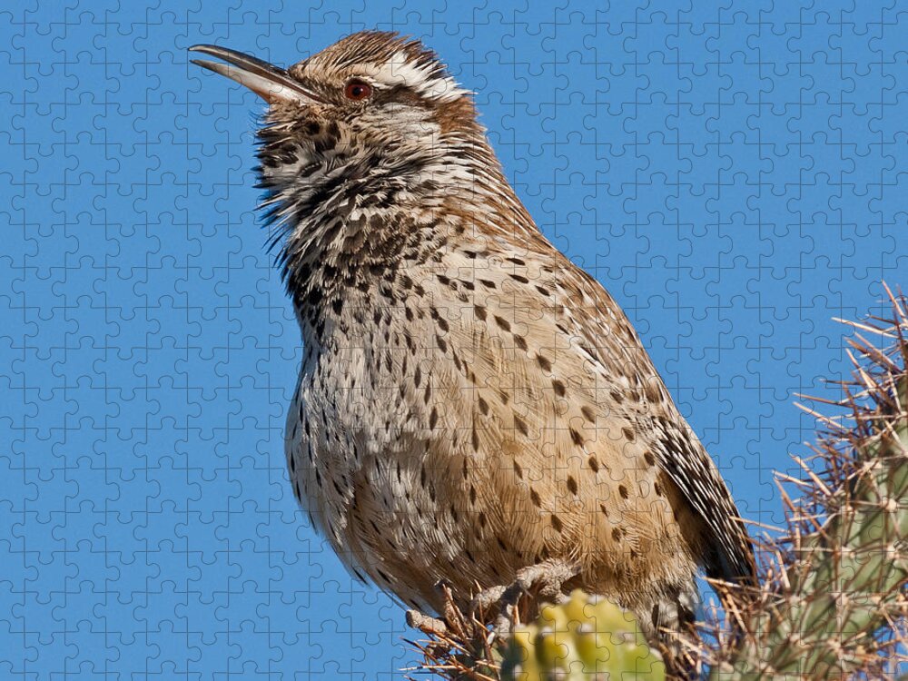 Animal Jigsaw Puzzle featuring the photograph Cactus Wren Singing by Jeff Goulden