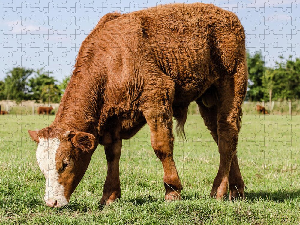 Shadow Jigsaw Puzzle featuring the photograph Calf Grazing by Shane Hardy Photography