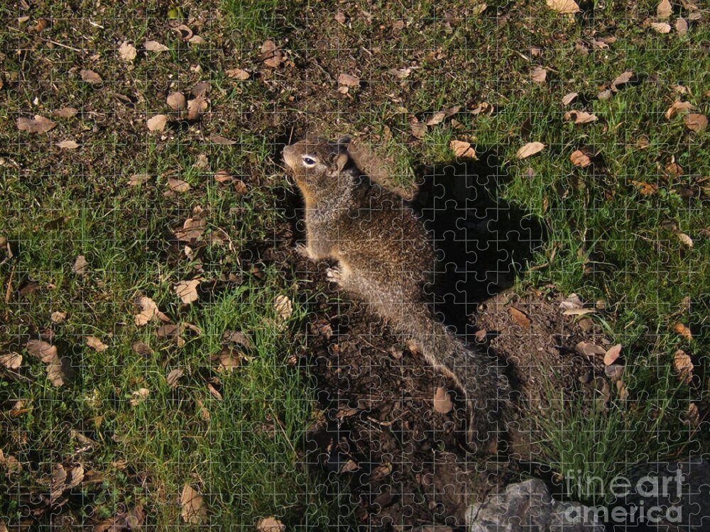 Artoffoxvox Jigsaw Puzzle featuring the photograph California Ground Squirrel by Kristen Fox
