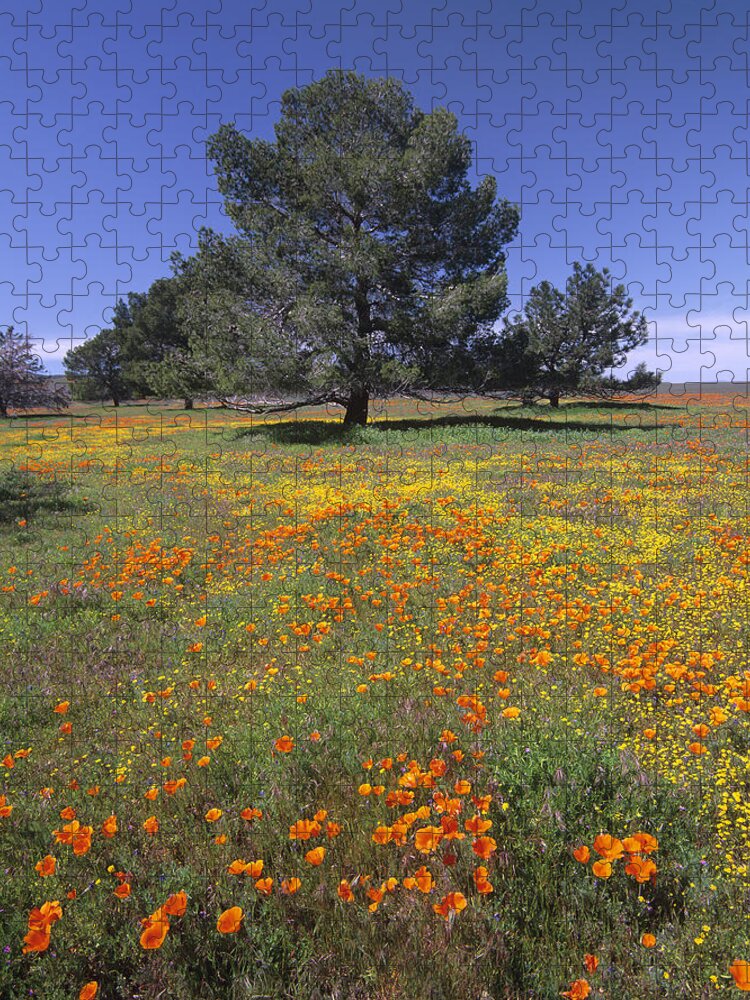 Feb0514 Jigsaw Puzzle featuring the photograph California Poppy And Eriophyllum by Tim Fitzharris