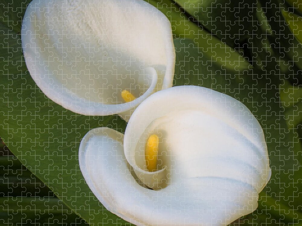 Calla Lilies Jigsaw Puzzle featuring the photograph Calla Lilies by Susan Eileen Evans