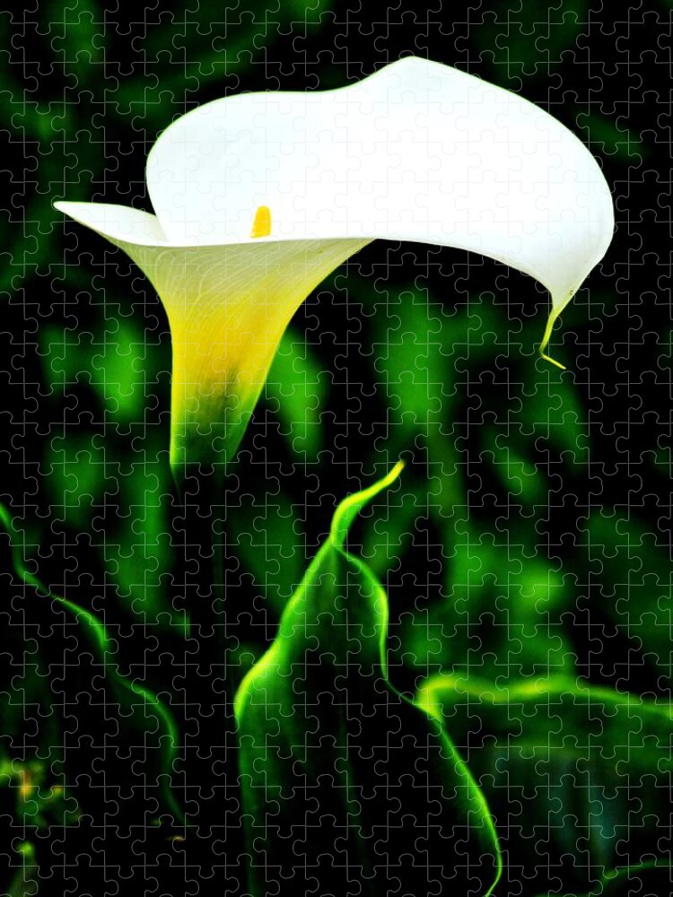 Flowers Jigsaw Puzzle featuring the photograph Calla Lily by Benjamin Yeager