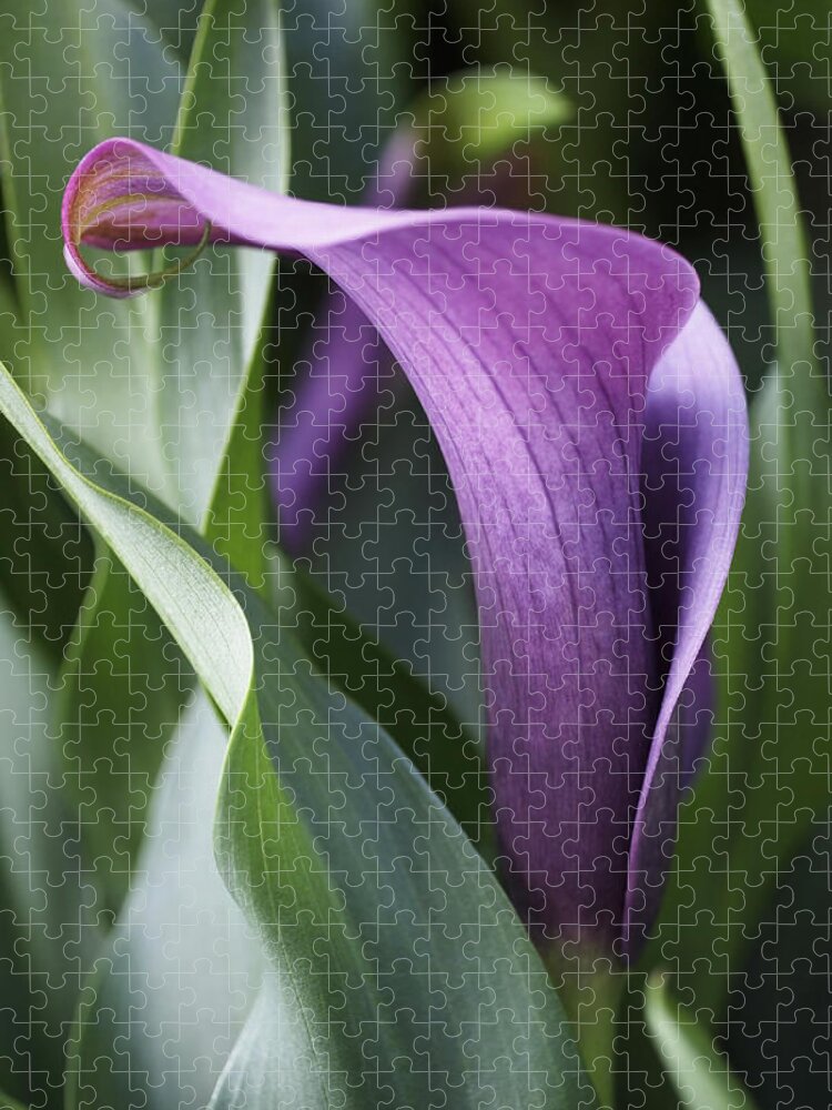 Lily Jigsaw Puzzle featuring the photograph Calla Lily in Purple Ombre by Rona Black