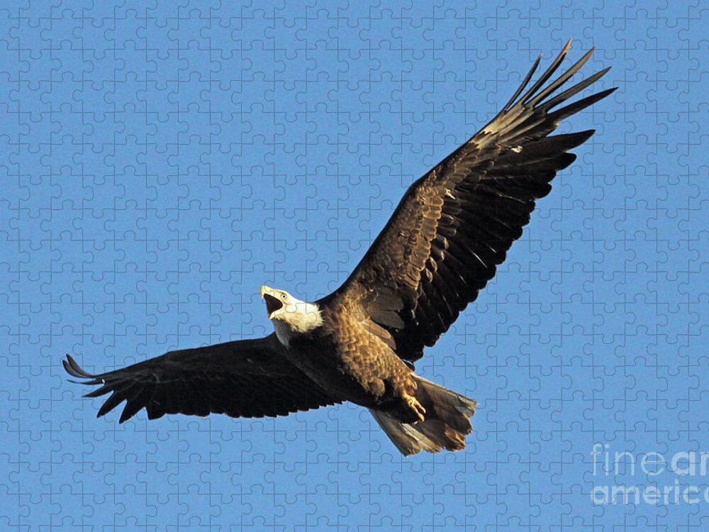Colorado Jigsaw Puzzle featuring the photograph Calling for Freedom by Bob Hislop