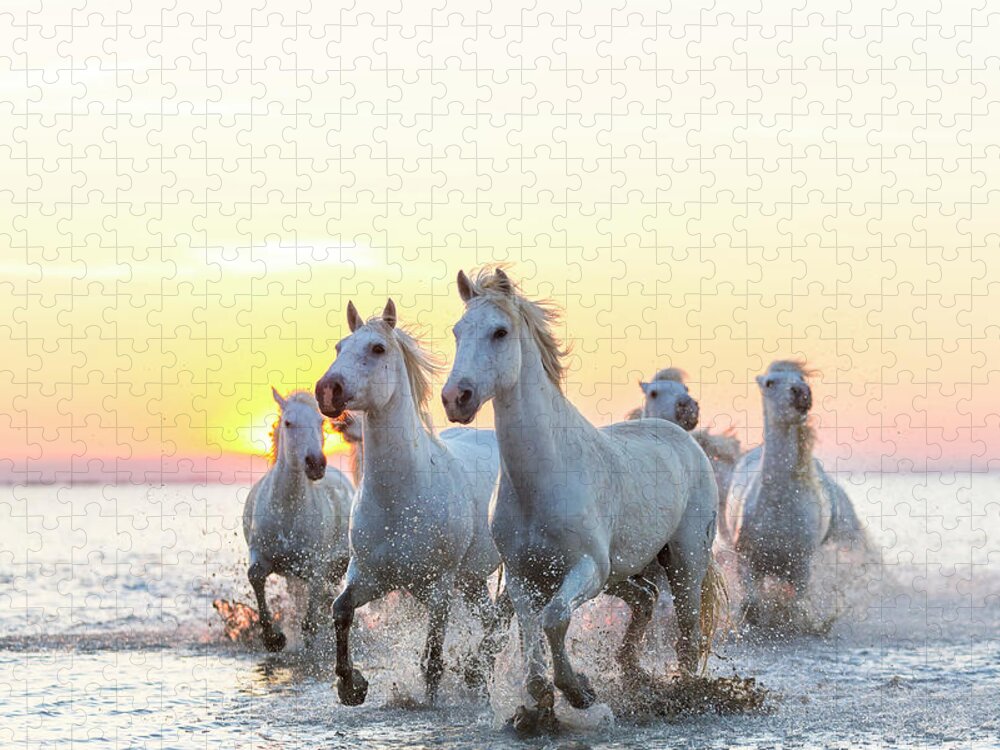 Camargue White Horses Running In Water Jigsaw Puzzle by Peter Adams -  Pixels Puzzles