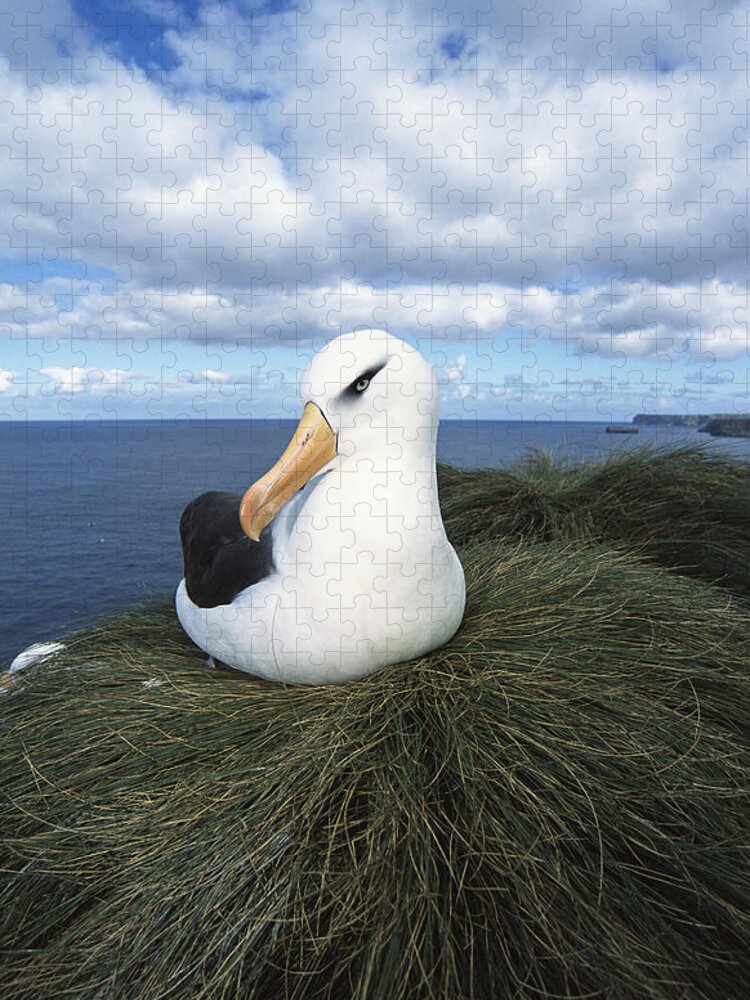 Feb0514 Jigsaw Puzzle featuring the photograph Campbell Albatross Bull Rock Campbell by Tui De Roy