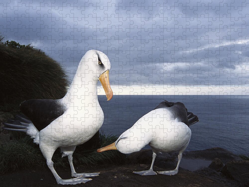Feb0514 Jigsaw Puzzle featuring the photograph Campbell Albatross Courtship Dance by Tui De Roy