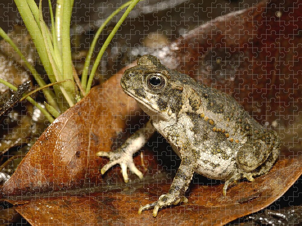 Feb0514 Jigsaw Puzzle featuring the photograph Cane Toad Juvenile Mindo Ecuador by Pete Oxford