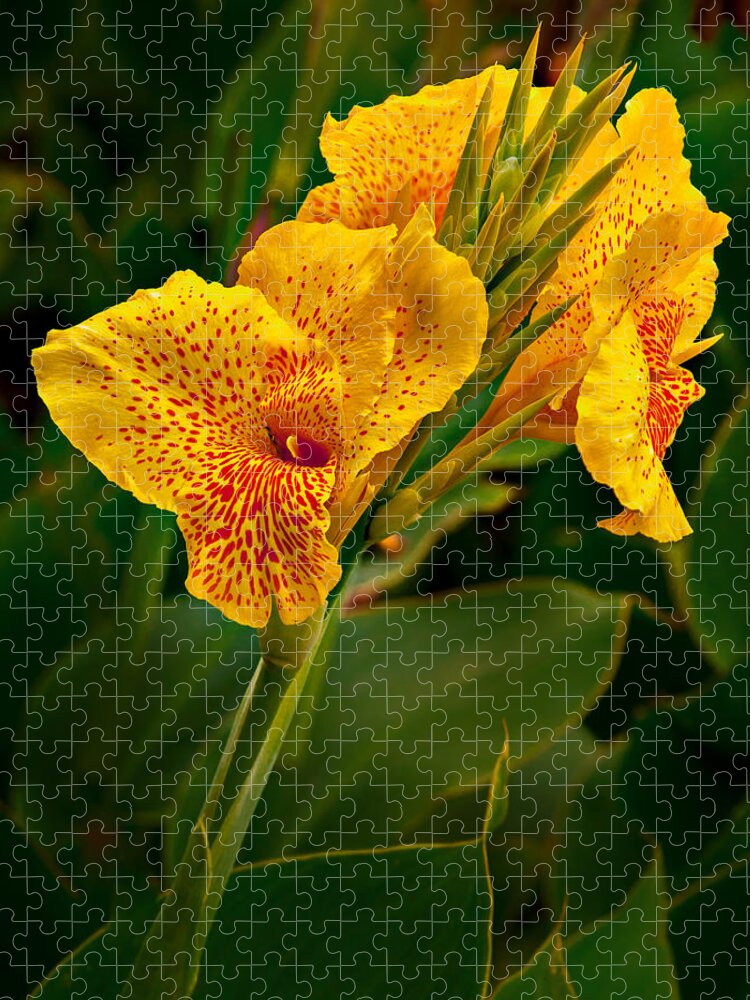 Canna Jigsaw Puzzle featuring the photograph Canna Blossom by Mary Jo Allen