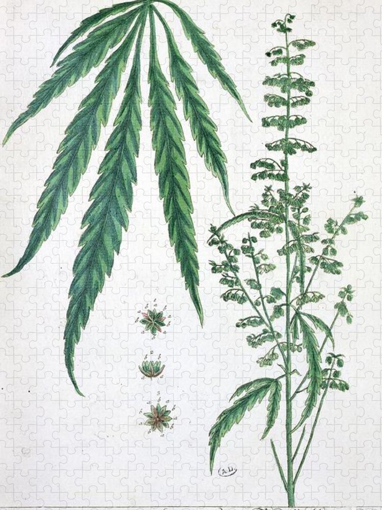 Cannabis Jigsaw Puzzle featuring the painting Cannabis by Elizabeth Blackwell