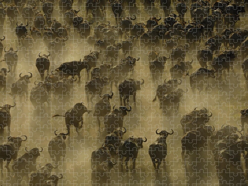 Feb0514 Jigsaw Puzzle featuring the photograph Cape Buffalo Herd Stampeding Africa by Pete Oxford