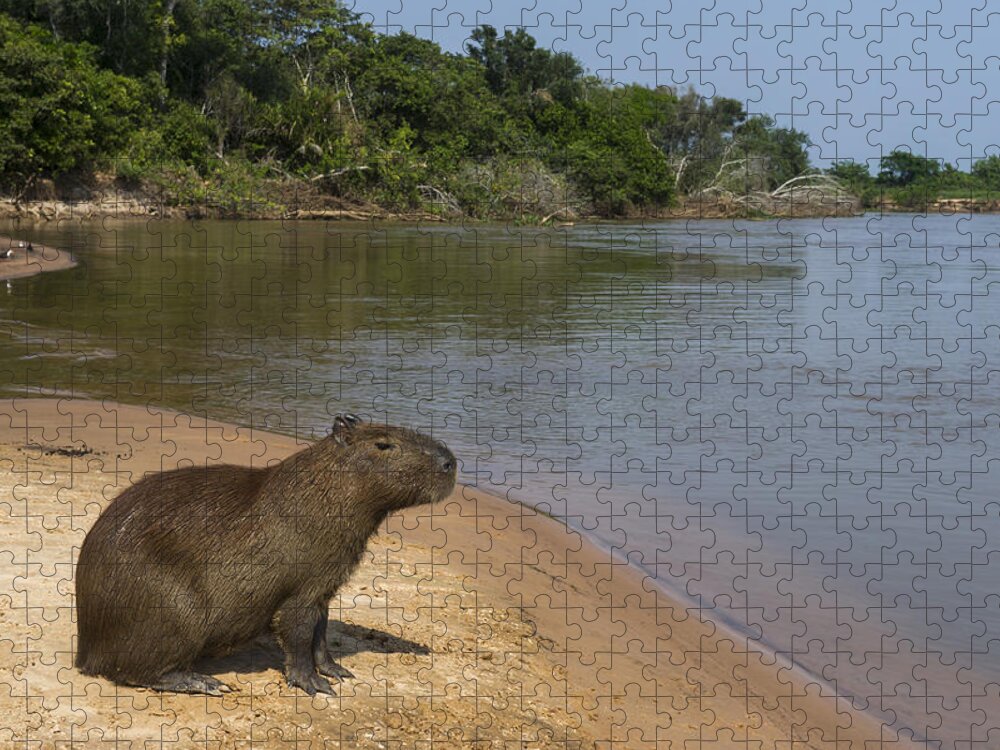 Pete Oxford Jigsaw Puzzle featuring the photograph Capybara Pantanal Mato Grosso Brazil by Pete Oxford