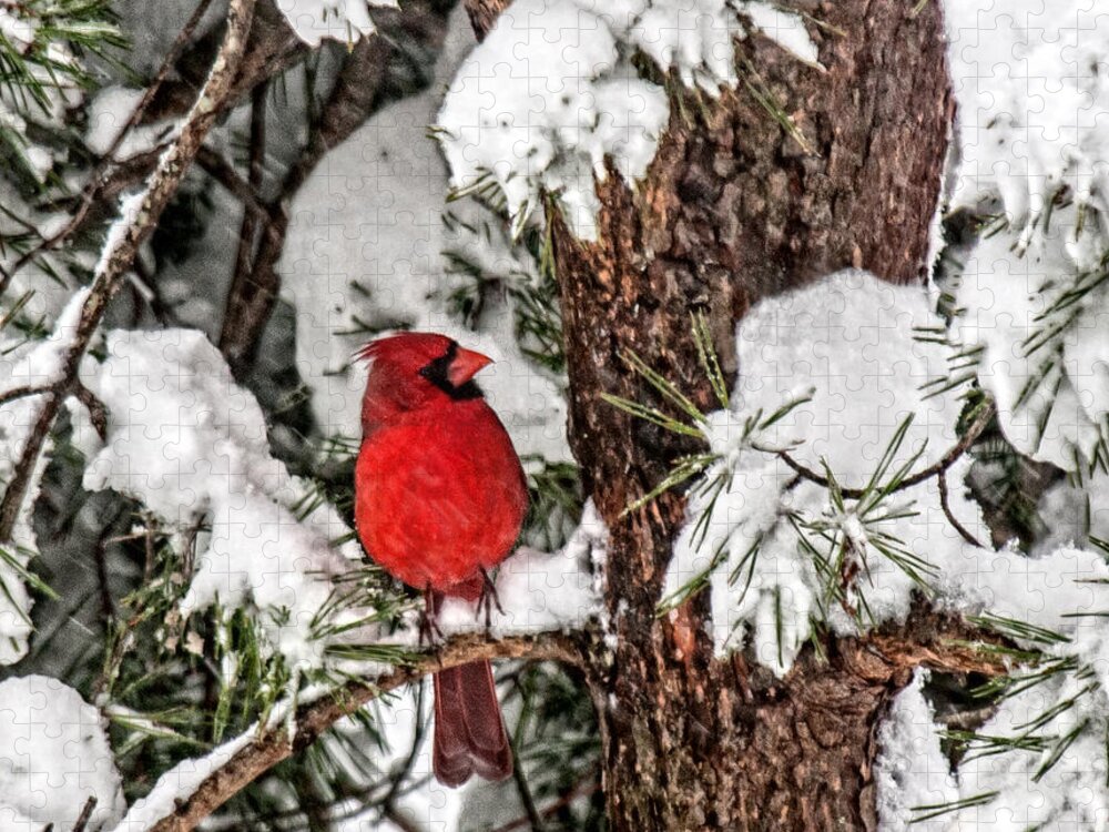 Christmas Card Jigsaw Puzzle featuring the photograph Cardinal In Snow by Lara Ellis
