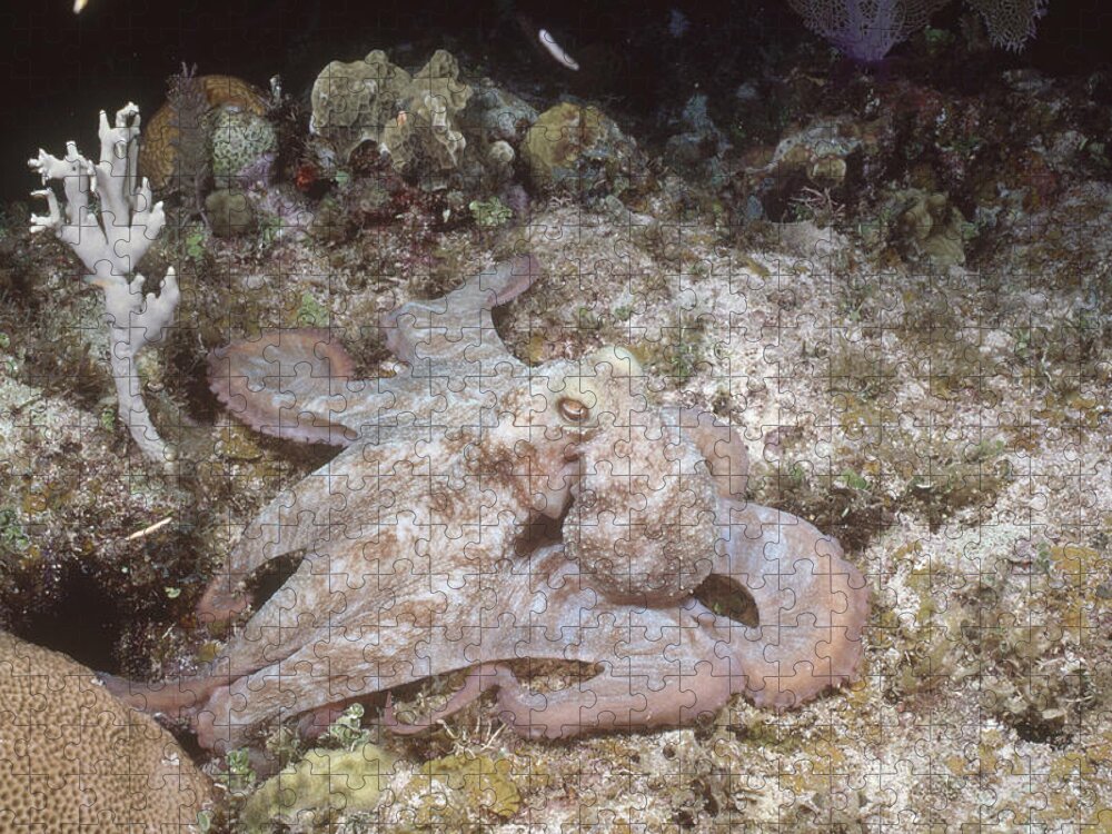 Common Reef Octopus Jigsaw Puzzle featuring the photograph Caribbean Reef Octopus by Andrew J. Martinez