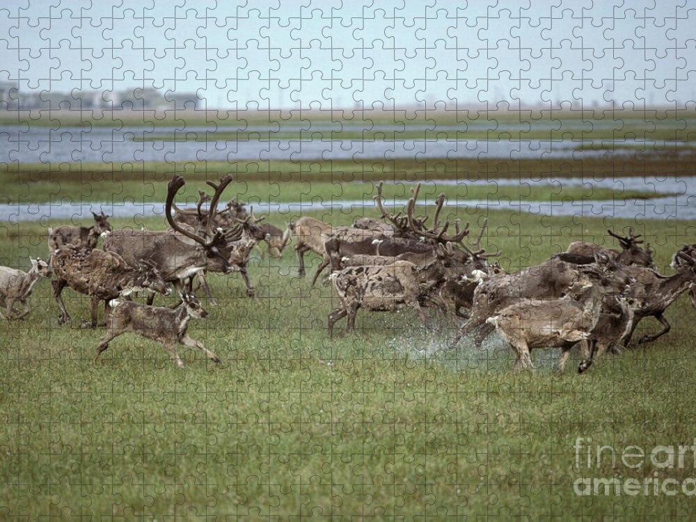 Animal Jigsaw Puzzle featuring the photograph Caribou And Oilfields by Ron Sanford