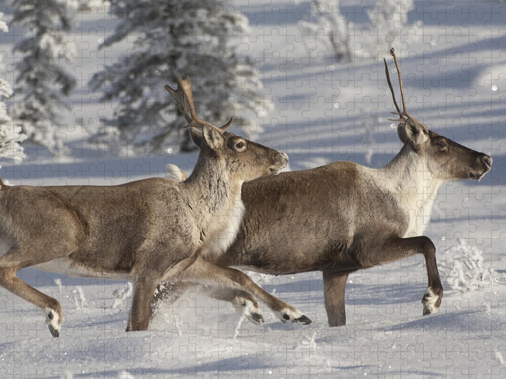 Feb0514 Jigsaw Puzzle featuring the photograph Caribou Running In Snow Alaska by Michael Quinton