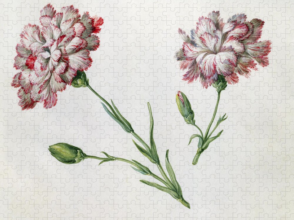 Red And White Jigsaw Puzzle featuring the painting Carnations by Claude Aubriet