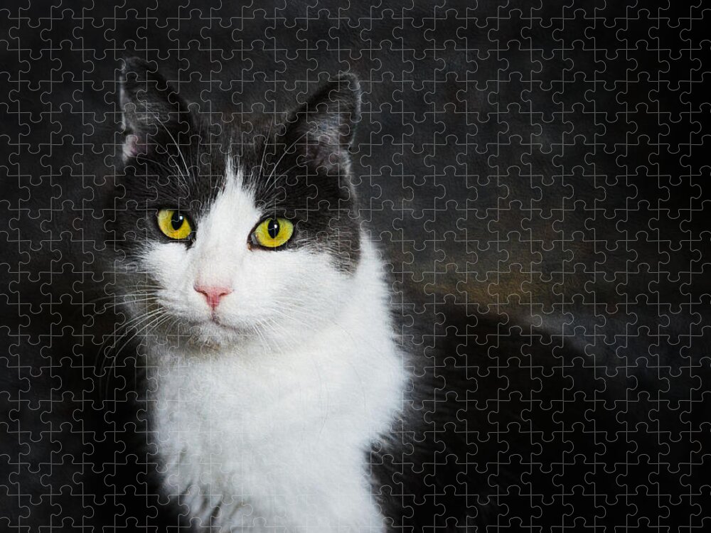 Cat Jigsaw Puzzle featuring the photograph Cat portrait with texture by Matthias Hauser