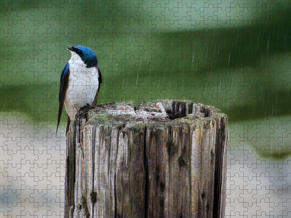 Bird Jigsaw Puzzle featuring the photograph Catching Raindrops by Jai Johnson