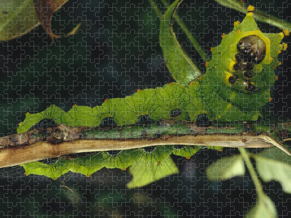 Feb0514 Jigsaw Puzzle featuring the photograph Caterpillar Tam Dao Np Vietnam by Mark Moffett