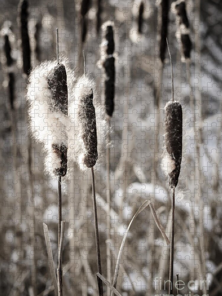 Cattails Jigsaw Puzzle featuring the photograph Cattails in winter by Elena Elisseeva