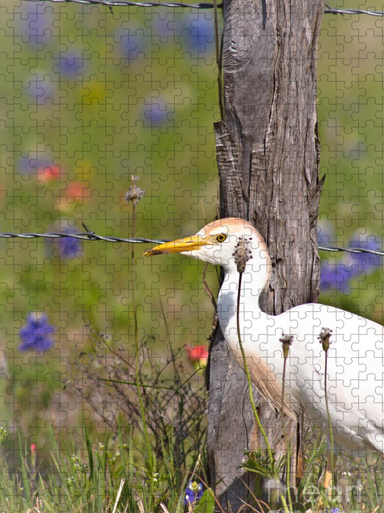 Animal Jigsaw Puzzle featuring the photograph Cattle Egret At Fenceline by Robert Frederick