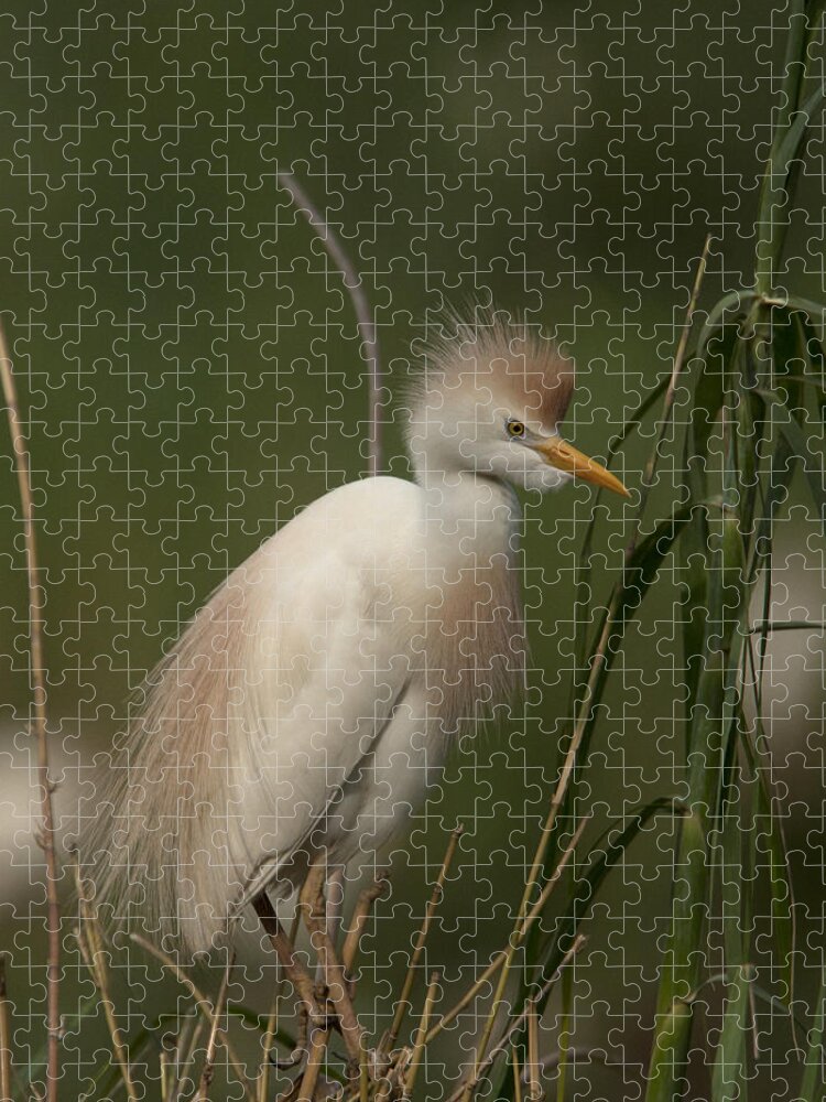Wildlife Jigsaw Puzzle featuring the photograph Cattle Egret, Bubulcus ibis by Tony Mills