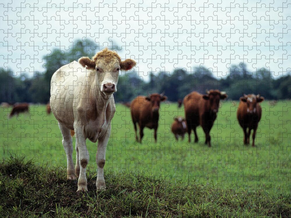 Grass Jigsaw Puzzle featuring the photograph Cattle In Field by Holger Leue