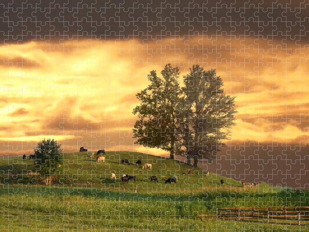 Cattle Jigsaw Puzzle featuring the photograph Cattle on a Hill by Randall Branham