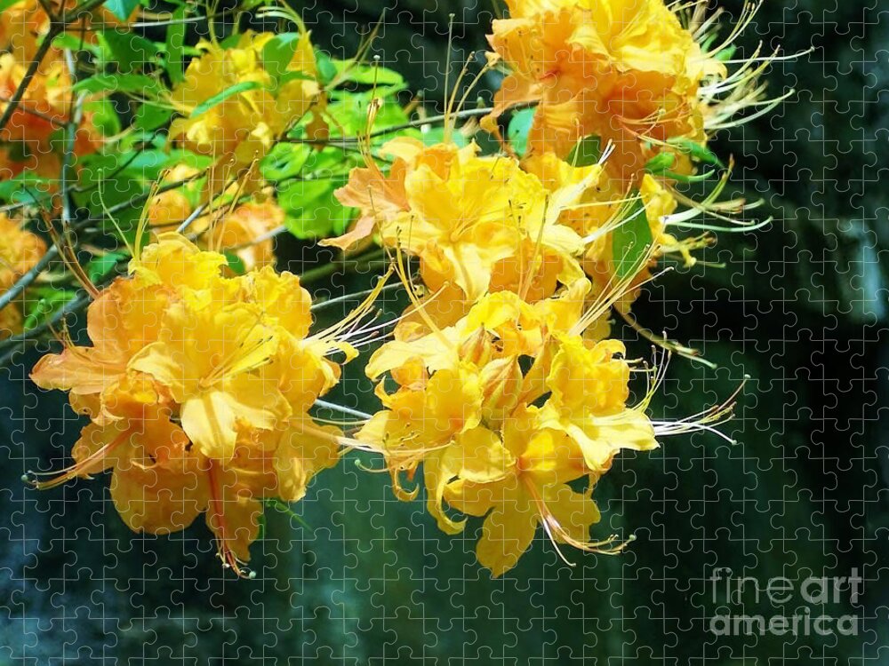 Centered Jigsaw Puzzle featuring the photograph Centered Yellow Floral by Roberta Byram