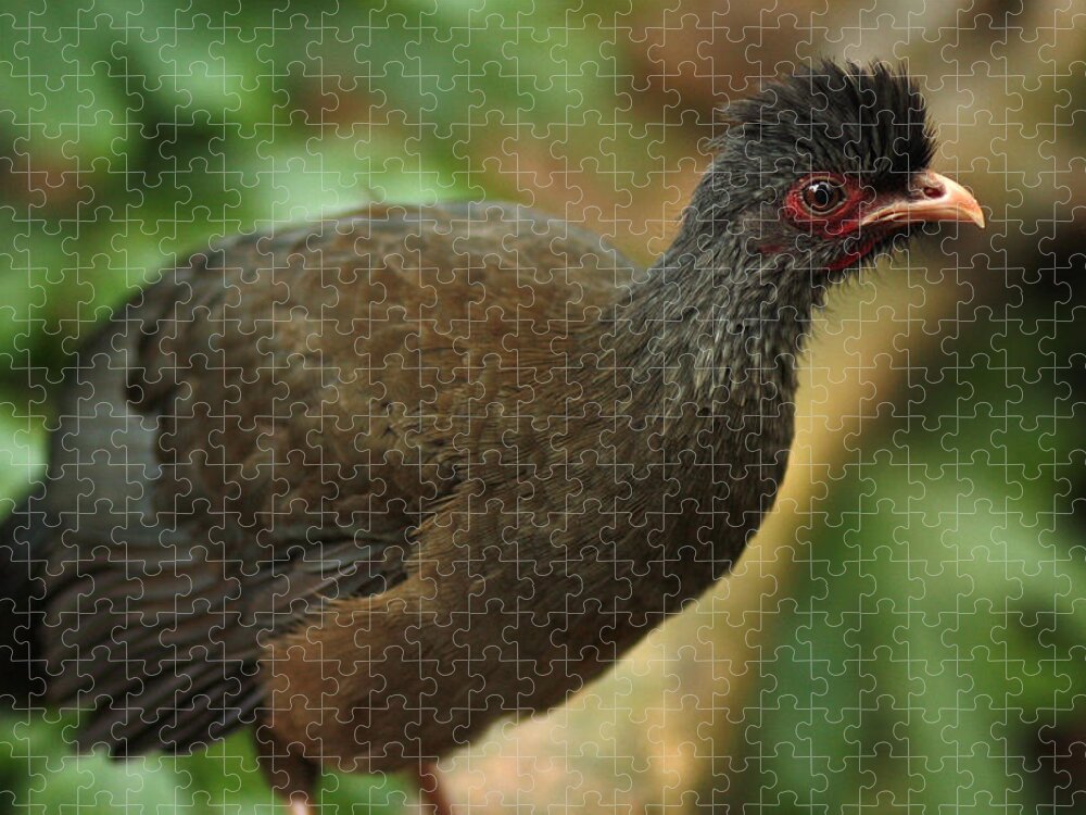 Animal Jigsaw Puzzle featuring the photograph Chaco Chachalaca by Jeanne White