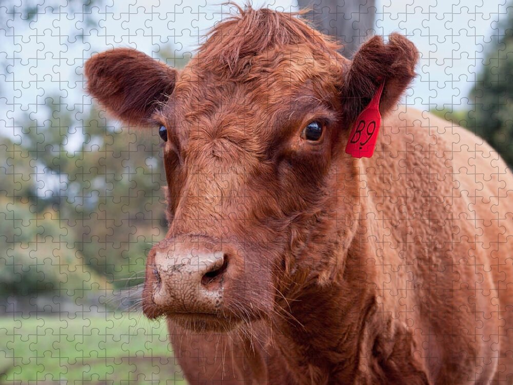 Cow Jigsaw Puzzle featuring the photograph Charlotte by Michelle Wrighton