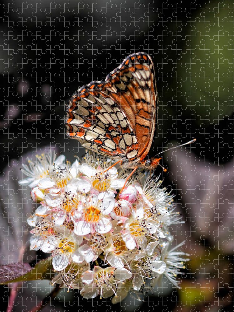 Edith's Checkerspot Butterfly Jigsaw Puzzle featuring the photograph Checkerspot by Kathleen Bishop