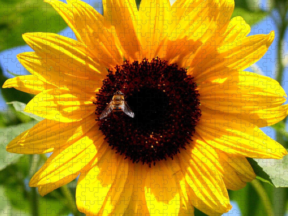 Yellow Jigsaw Puzzle featuring the photograph Cheerful Sunflower with Bee by Carol Groenen