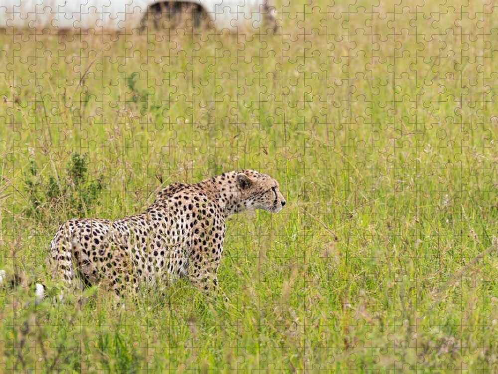 Kenya Jigsaw Puzzle featuring the photograph Cheetah And Safari Car At Masai Mara by 1001slide