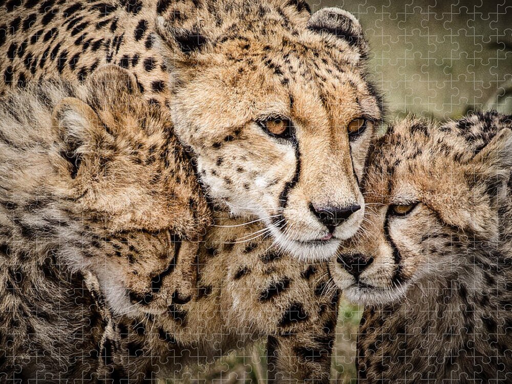 Africa Jigsaw Puzzle featuring the photograph Cheetah Family Portrait by Mike Gaudaur