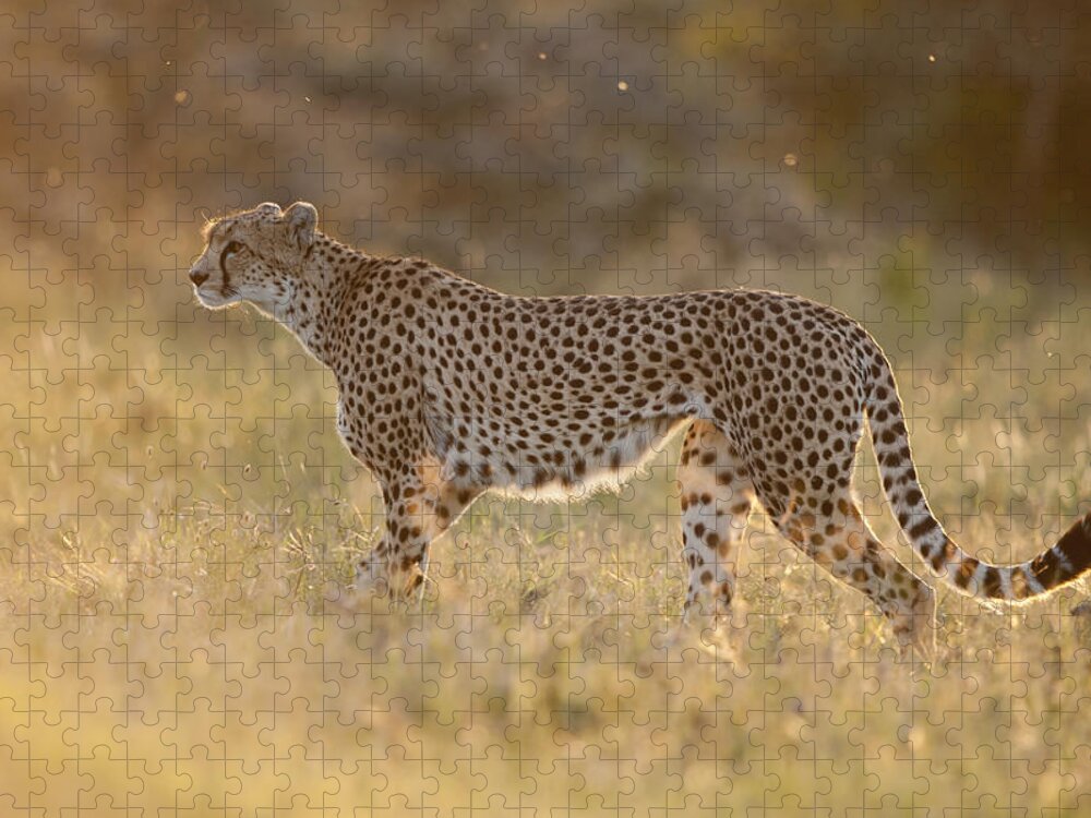 Feb0514 Jigsaw Puzzle featuring the photograph Cheetah In Grassland Kenya by Tui De Roy