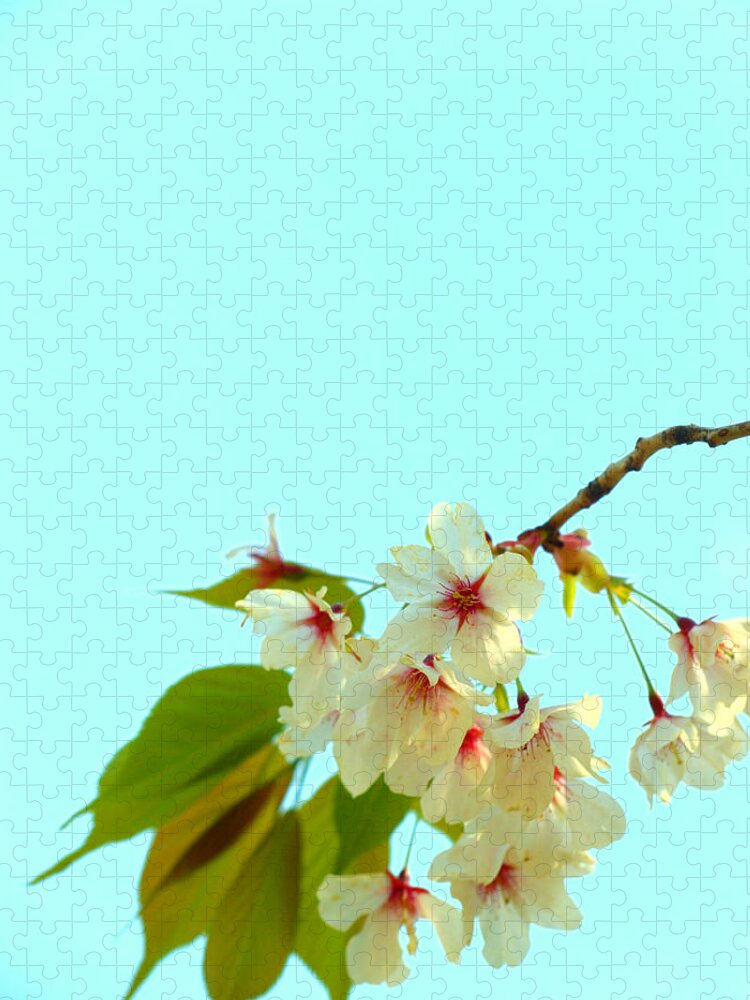 Cherry Blossom Jigsaw Puzzle featuring the photograph Cherry Blossom Flowers by Yuka Kato
