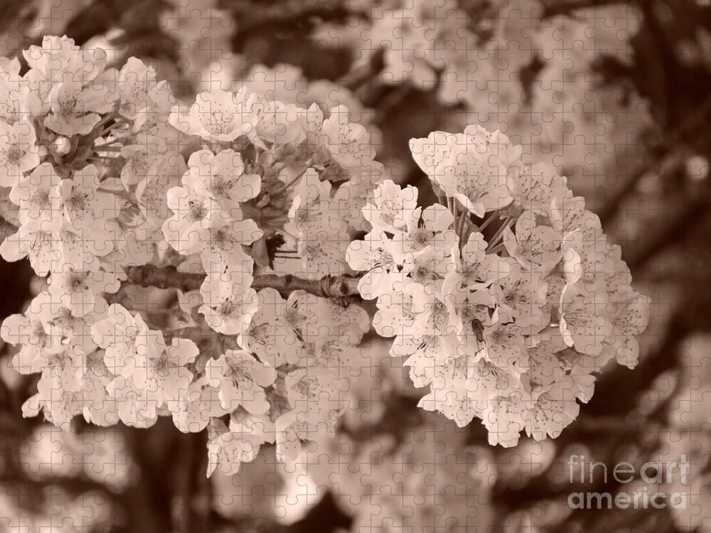 Cherry Tree Jigsaw Puzzle featuring the photograph Cherry Tree Blossom by Tiziana Maniezzo
