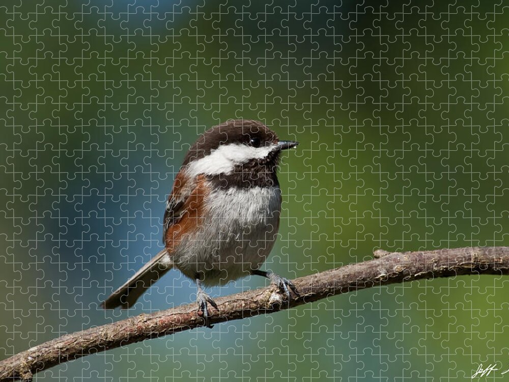 Animal Jigsaw Puzzle featuring the photograph Chestnut Backed Chickadee Perched on a Branch by Jeff Goulden