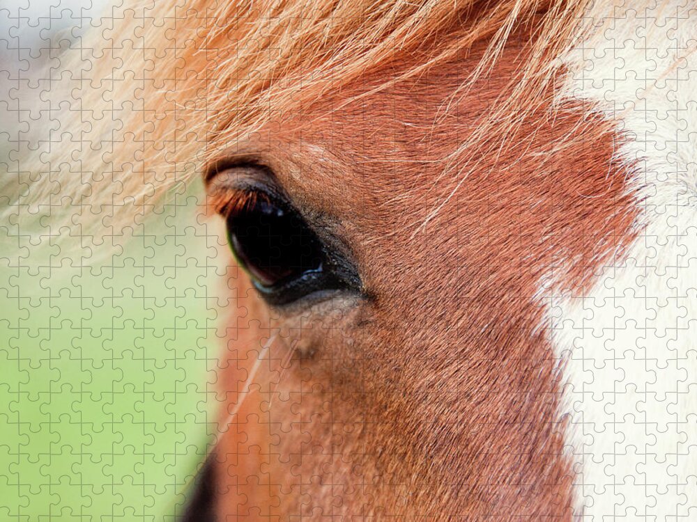 Horse Jigsaw Puzzle featuring the photograph Chestnut Horse Face, Focus On Eye by Sharon Vos-arnold