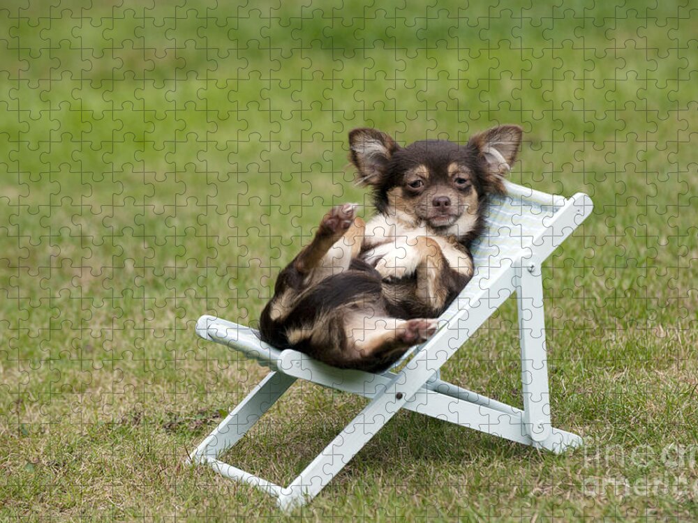 https://render.fineartamerica.com/images/rendered/default/flat/puzzle/images-medium-5/chihuahua-on-chair-john-daniels.jpg?&targetx=-62&targety=0&imagewidth=1125&imageheight=750&modelwidth=1000&modelheight=750&backgroundcolor=88964D&orientation=0&producttype=puzzle-18-24&brightness=363&v=6