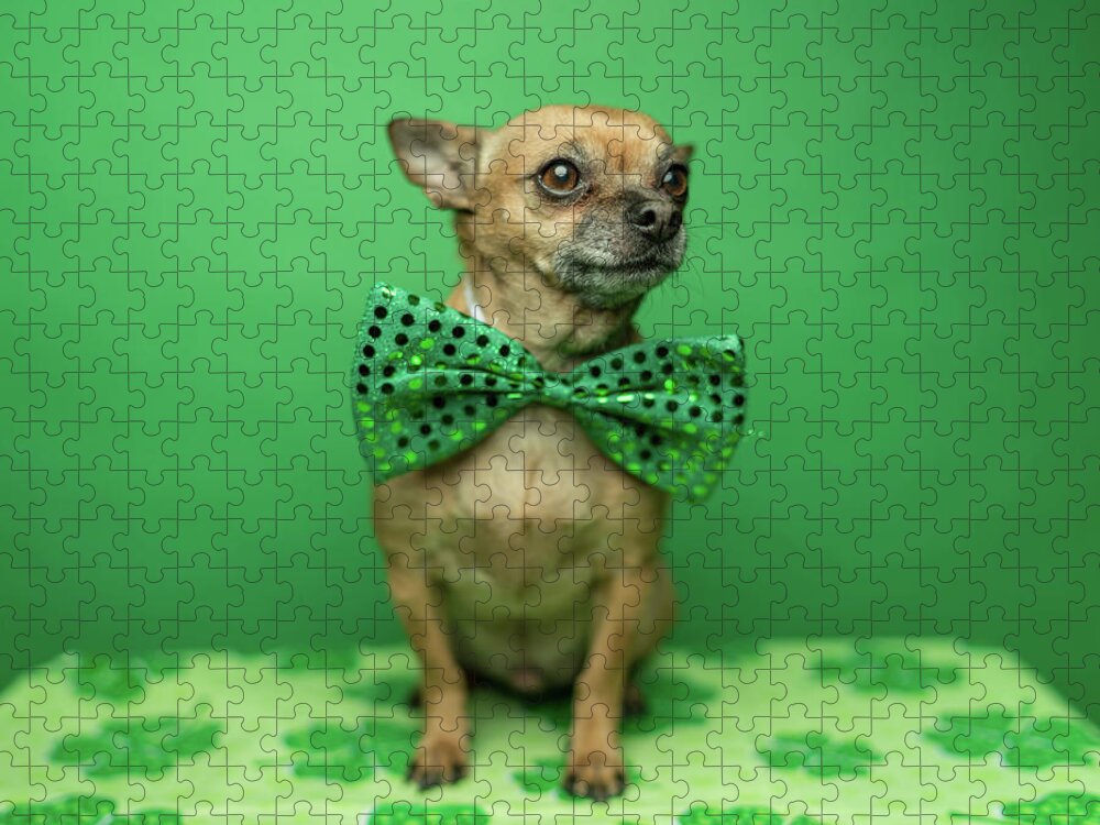 Chihuahua Wearing A Bowtie For St Jigsaw Puzzle by Ian Ross