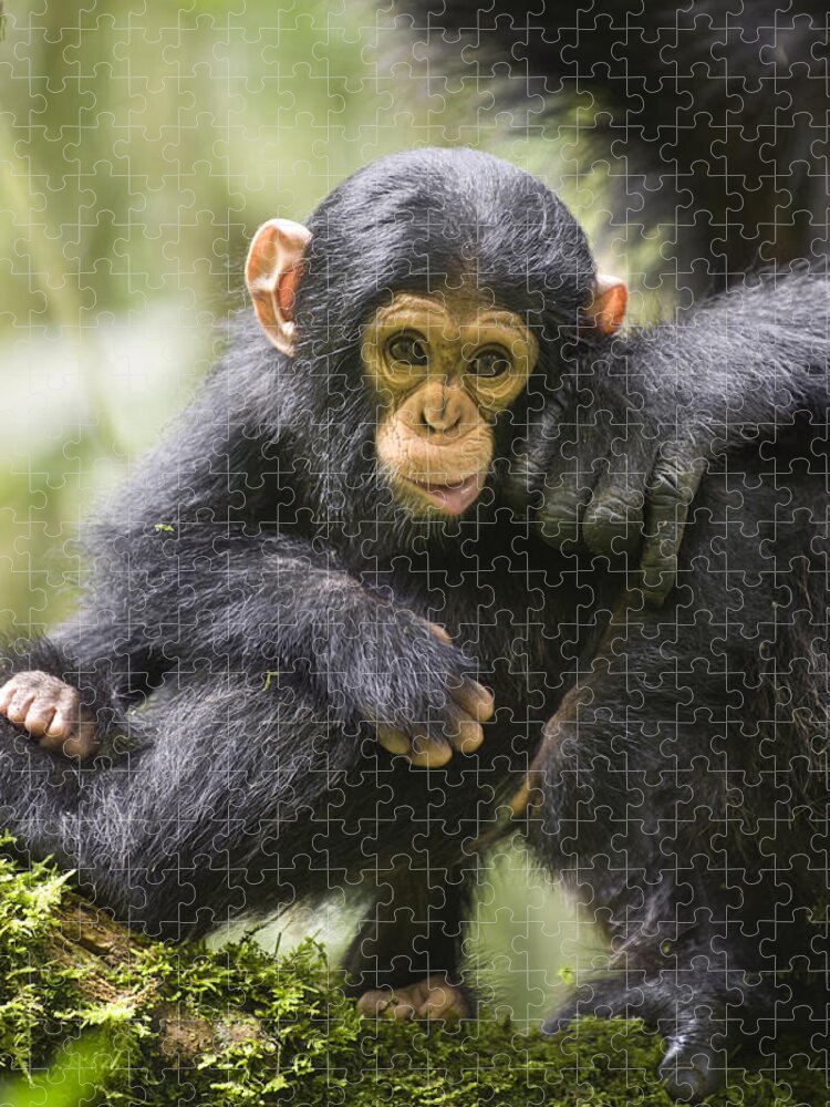 Feb0514 Jigsaw Puzzle featuring the photograph Chimpanzee Infant Uganda by Suzi Eszterhas