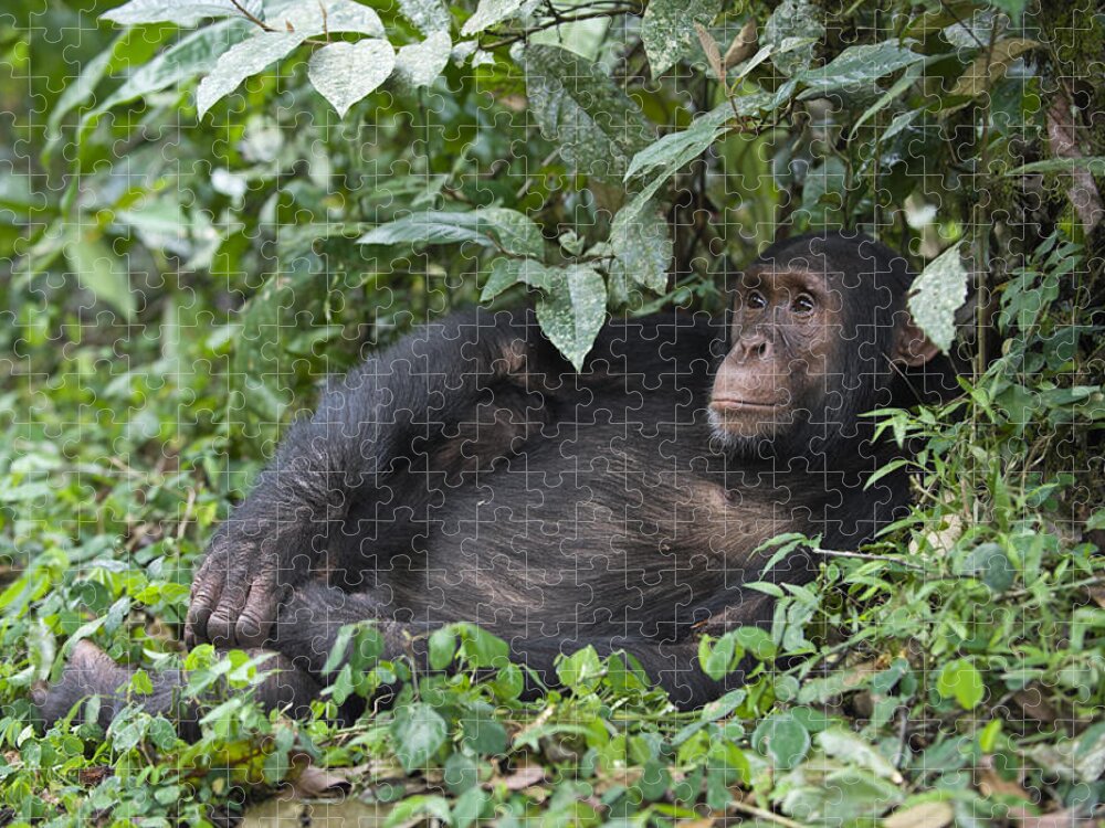 Feb0514 Jigsaw Puzzle featuring the photograph Chimpanzee Juvenile Maleuganda by Suzi Eszterhas
