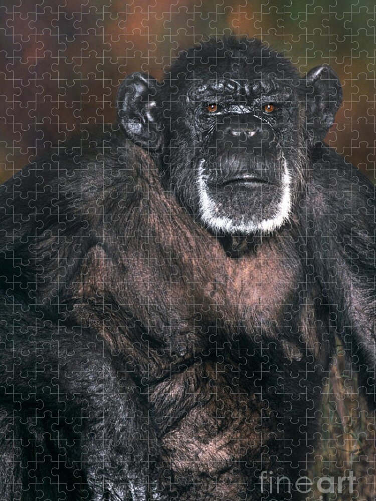 Chimpanzee Jigsaw Puzzle featuring the photograph Chimpanzee Portrait Endangered Species Wildlife Rescue by Dave Welling