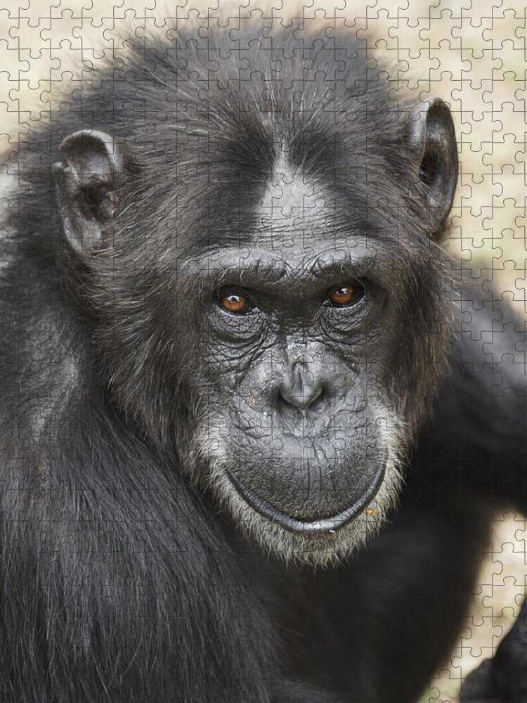 Hiroya Minakuchi Jigsaw Puzzle featuring the photograph Chimpanzee Portrait Ol Pejeta by Hiroya Minakuchi